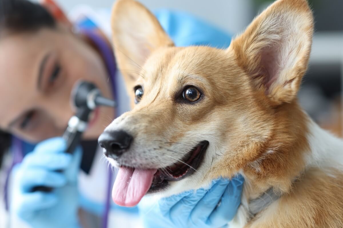 Otite canina causa inflamação no ouvido dos cães, afetando o bem-estar do animal (Imagem: megaflopp | Shutterstock)