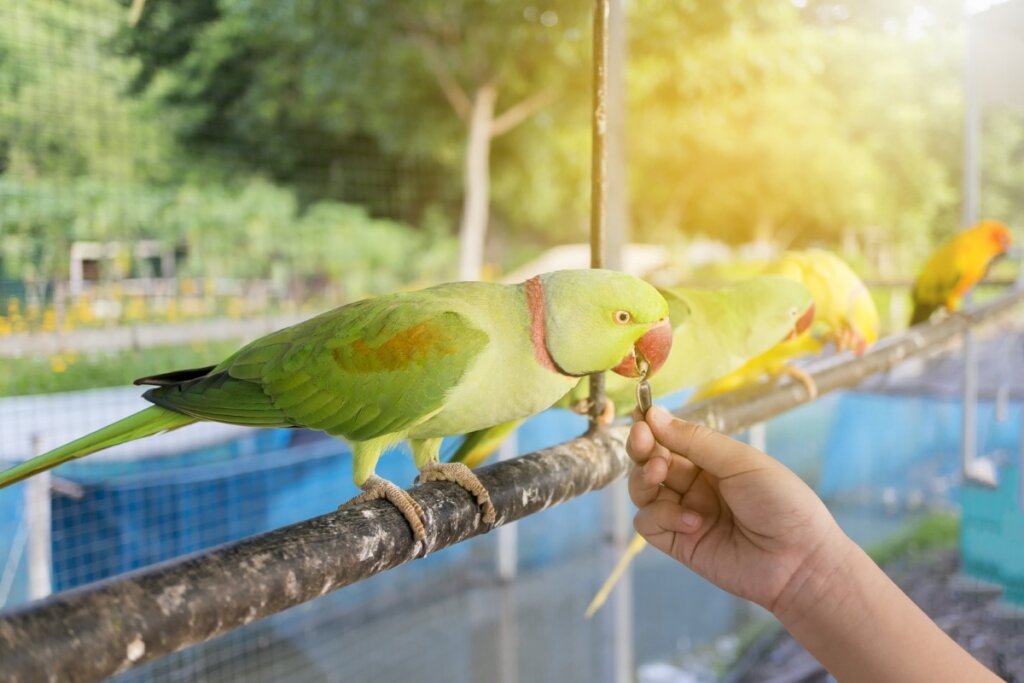 Banho de sol ajuda a manter a temperatura corporal das aves (Imagem: Lurtrat R | Shutterstock)