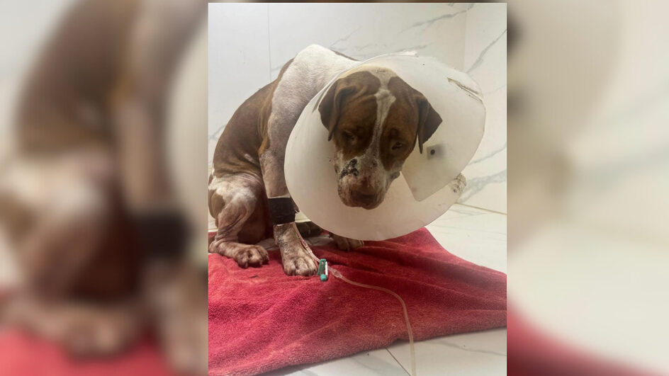 Pitbull que atacou homem em Florianópolis é resgatada em estado grave após ser baleada