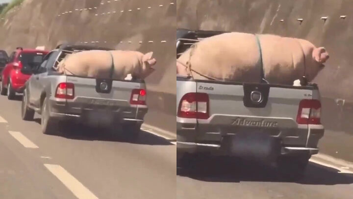 VÍDEO: Porco e cabrito são flagrados amarrados na traseira de caminhonete em SP