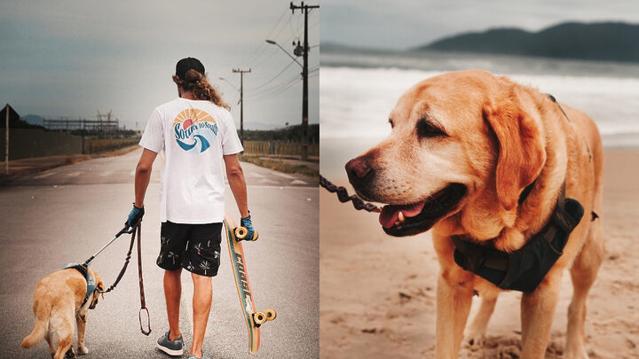 SC tem um cão-guia para cada 6,4 mil pessoas com deficiência visual (1)