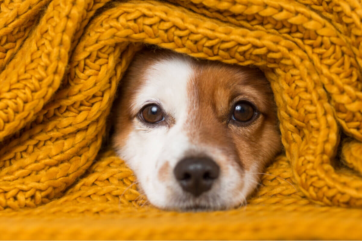 Os cuidados com a saúde dos animais devem ser redobrados durante o outono (Imagem: eva_blanco | Shutterstock)