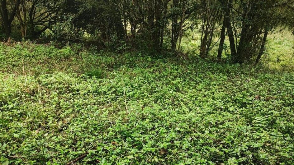 Trabalhador encontra cadáver enquanto roçava mato no Oeste de SC