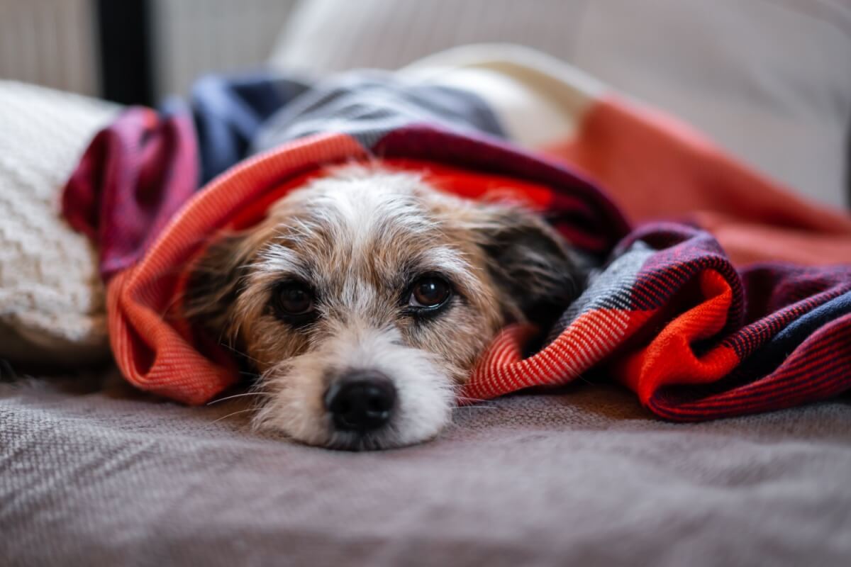 Redobrar os cuidados com os pets no frio ajuda a evitar problemas de saúde (Imagem: Sonja Rachbauer | Shutterstock)