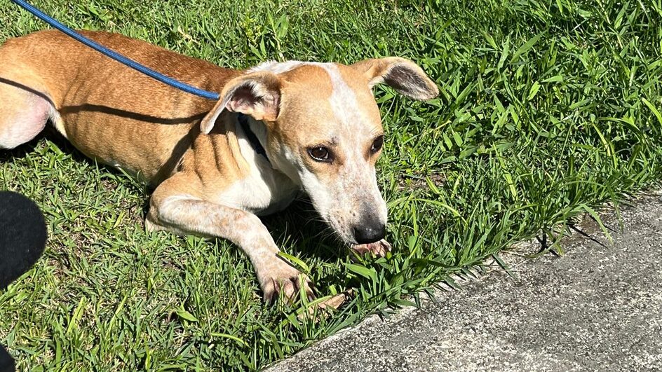 Mulher que jogou cachorro de ponte é denunciada pelo MP-SC em Joinville