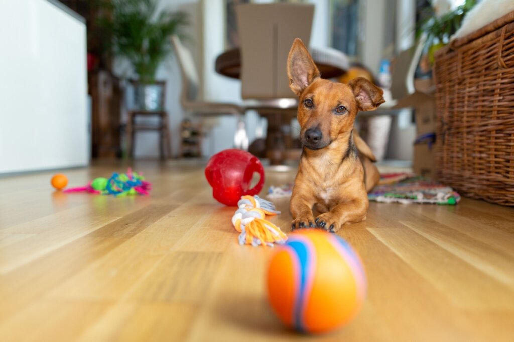 &Eacute; importante ter cuidado com produtos de limpeza que podem causar irrita&ccedil;&atilde;o ocular no cachorro (Imagem: TeamDAF | Shutterstock)