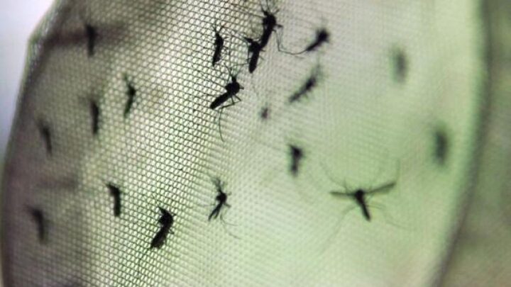 São Francisco do Sul atinge quatro mortes por dengue