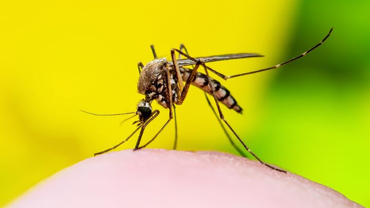 Cidades do Norte de SC registram mais duas mortes por dengue