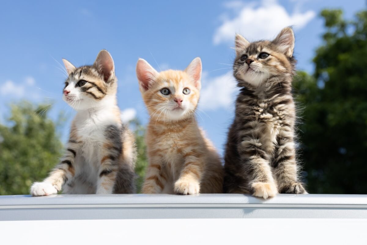 Gatos machos e fêmeas podem ter comportamentos diferentes (Imagem: Anna Pasichnyk | Shutterstock)