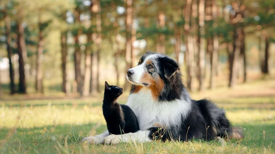 Alguns cuidados são importantes para fortalecer a imunidade dos animais (Imagem: dezy | Shutterstock)