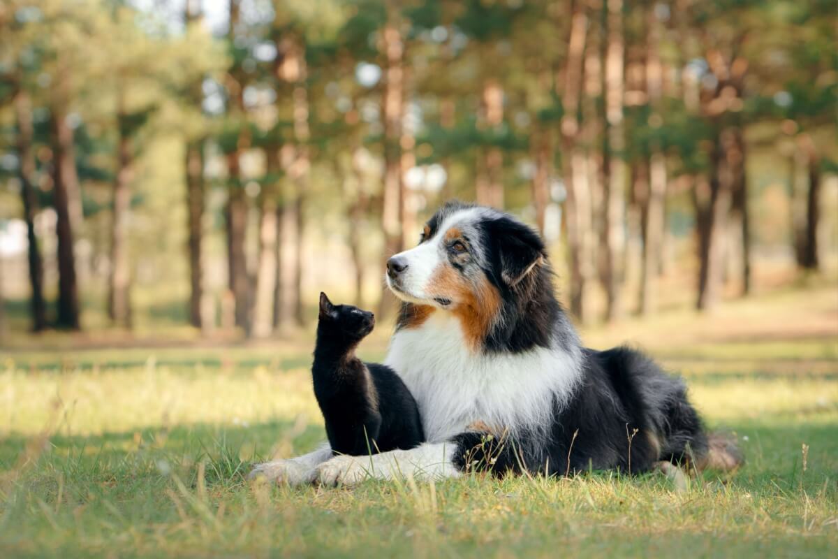 Alguns cuidados são importantes para fortalecer a imunidade dos animais (Imagem: dezy | Shutterstock)