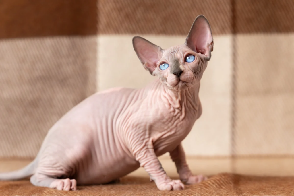 Com sua pele macia e calorosa, o gato da raça Sphynx é brincalhão e sociável (Imagem: Alexander Piragis | Shutterstock)