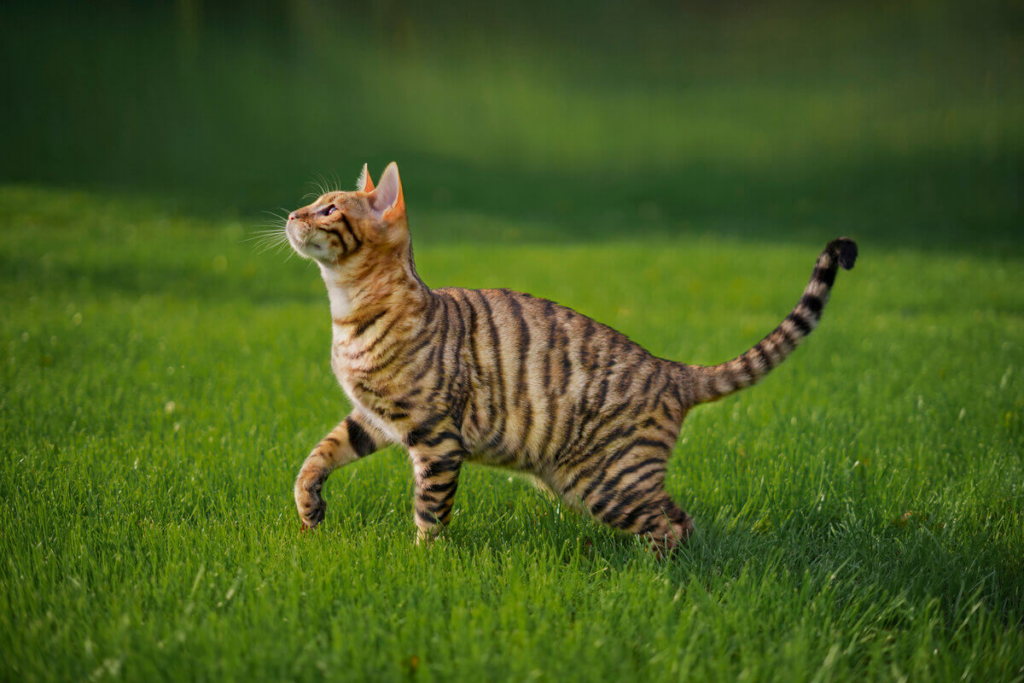 Gatos da raça toyger são animados e brincalhões (Imagem: Kutikova Ekaterina | Shutterstock)