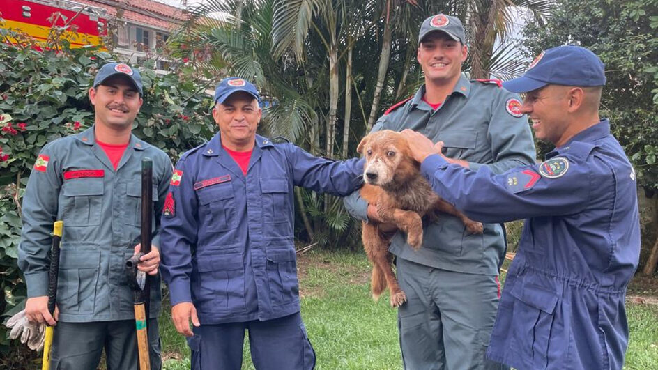Cachorro cava buraco, fica soterrado e mobiliza resgate em Florianópolis