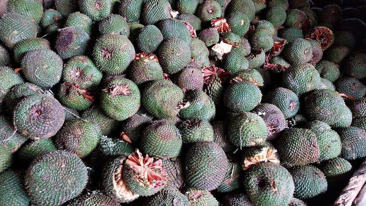 safra de pinhão 2024