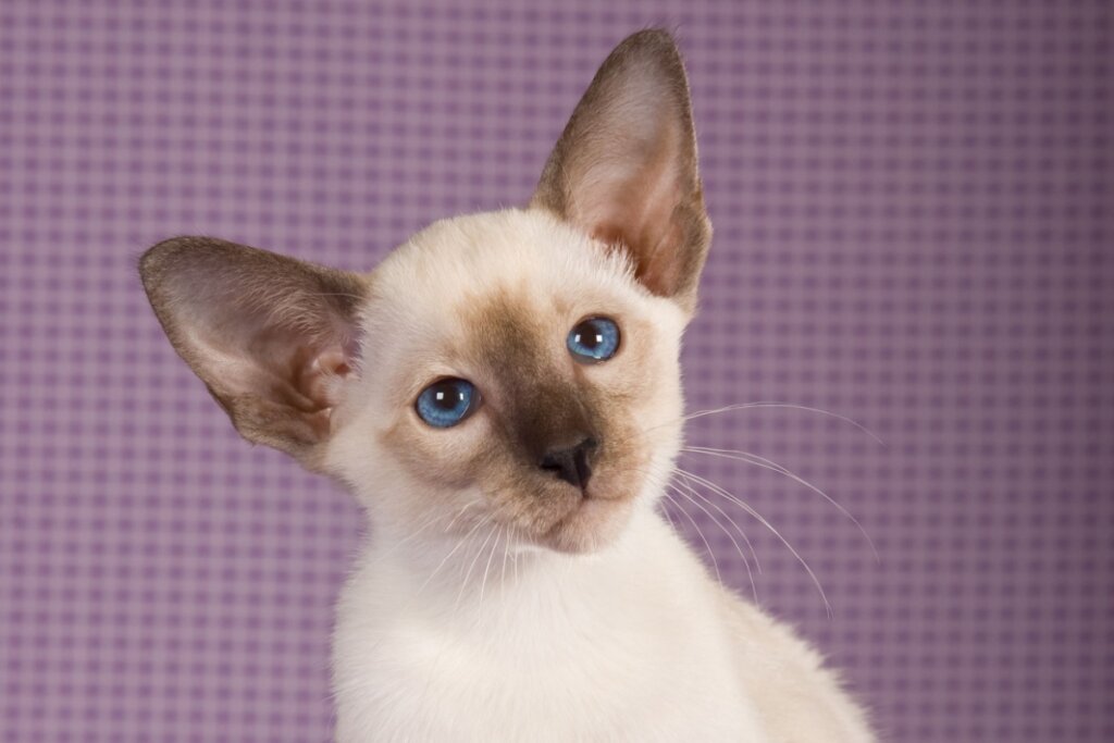 O siamês é um gato conhecido por sua inteligência e disposição para brincar e interagir (Imagem: Linn Currie | Shutterstock)