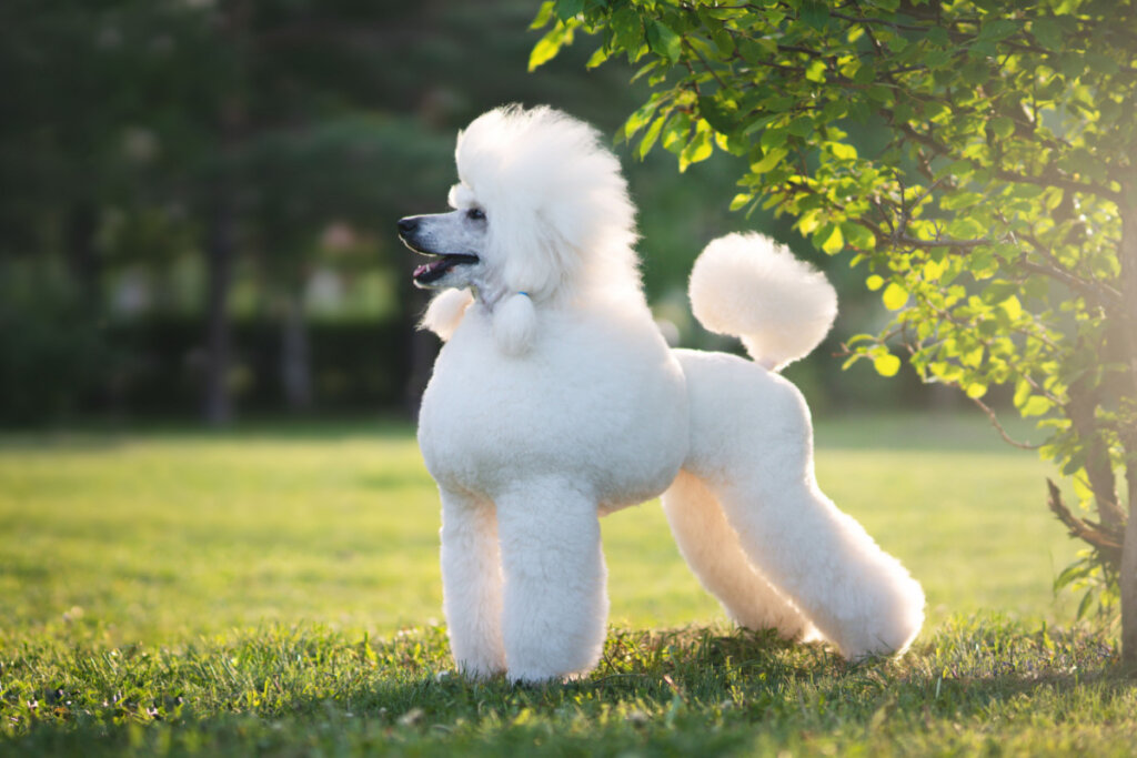 Poodle é uma das raças com propensão a ter catarata (Imagem: AntonMaltsev | Shutterstock)