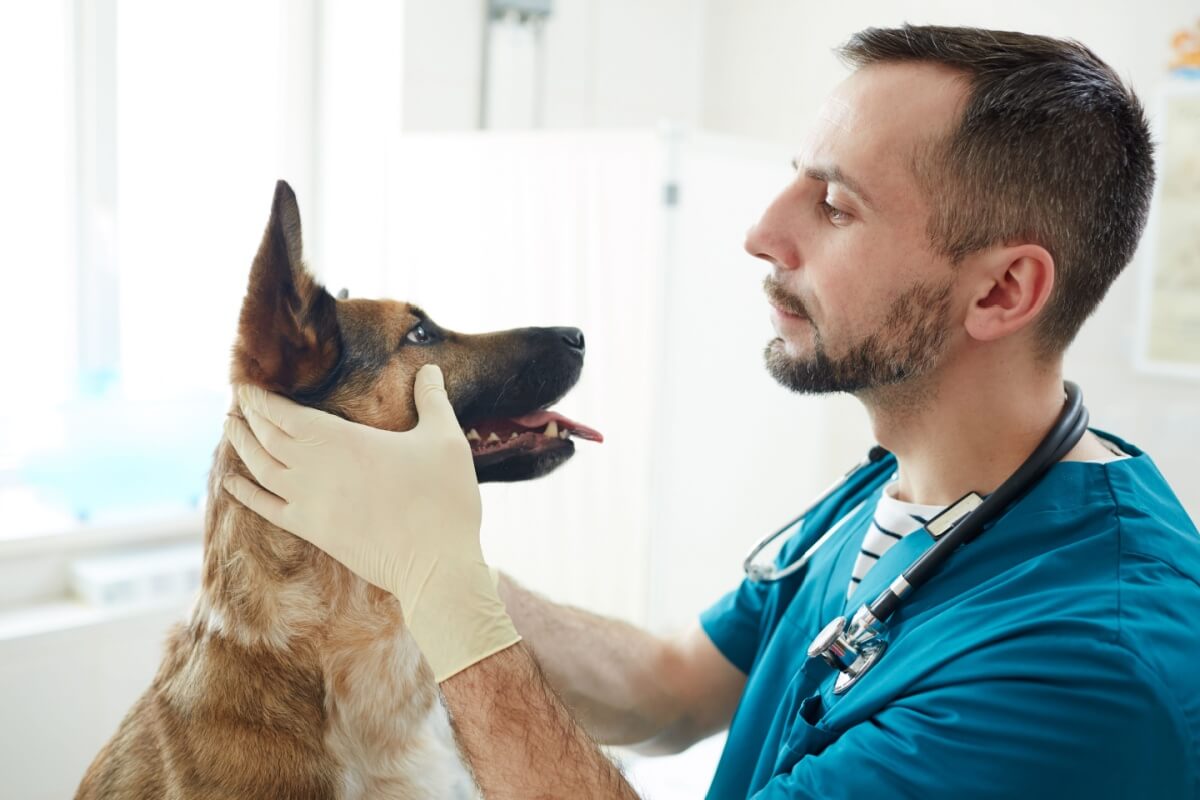 Saúde ocular dos cães pode ser afetada pelo envelhecimento (Imagem: Pressmaster | Shutterstock)