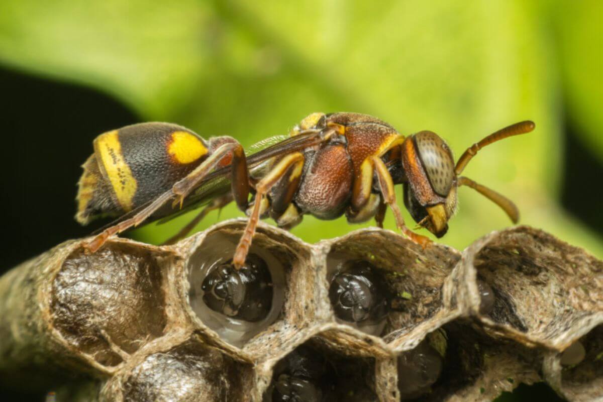 Reino biológico é dividido de acordo com as características físicas dos seres vivos (Imagem: PongMoji | Shutterstock)
