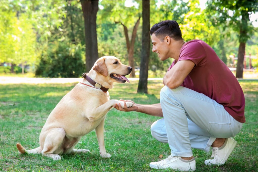 Expor o pet a diferentes ambientes e situações faz com que ele se sinta confortável durante a cerimônia (Imagem: Shutterstock)