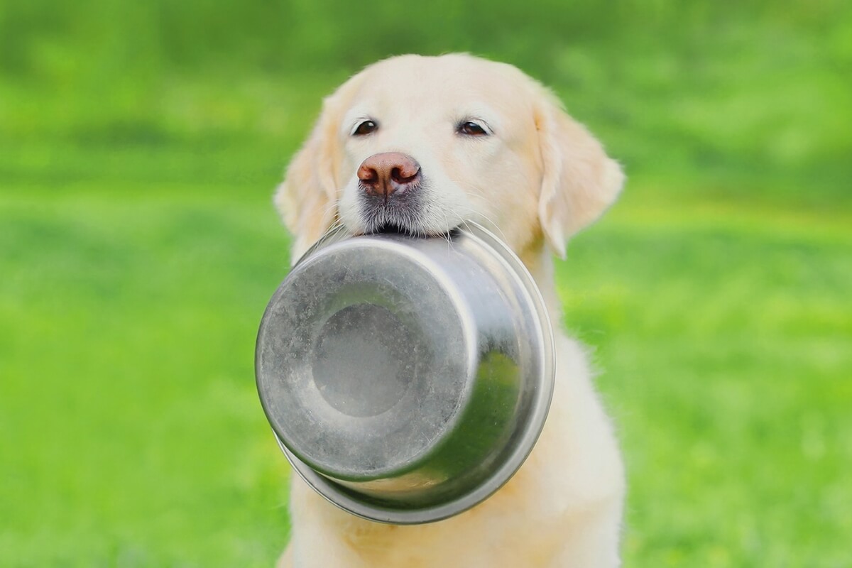 Má alimentação está entre os principais vilões do sobrepeso entre os pets (Imagem: Rohappy | Shutterstock)