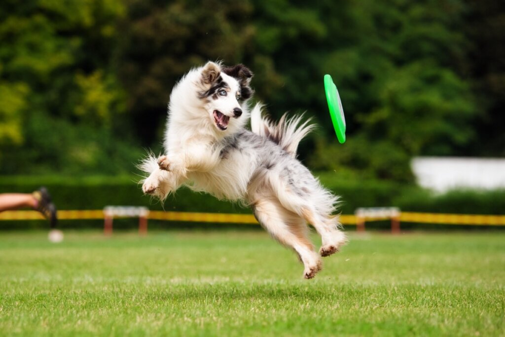 Alguns animais exigem mais atividade física e interação social do que outros (Imagem: Ksenia Raykova | Shutterstock)