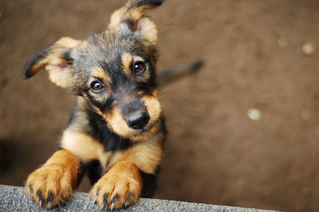 Auxiliar na arrecadação de fundos é uma maneira de ajudar os animais em abrigos (Imagem: Monika Chodak | Shutterstock)