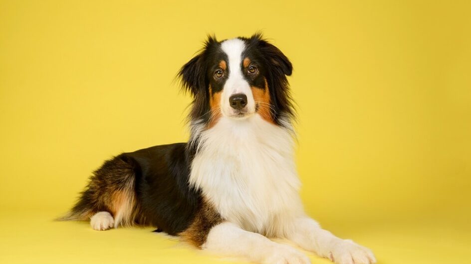 Saber o tamanho que o cachorro ficará é importante para oferecer bem-estar ao pet (Imagem: JessicaMcGovern | Shutterstock)