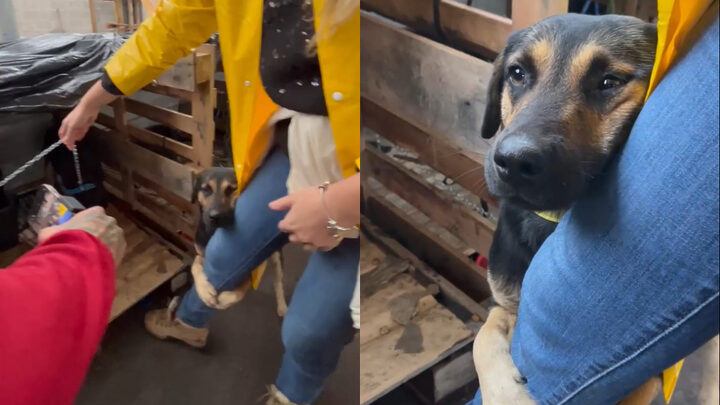 Cachorro após ser resgatado no Rio Grande do Sul