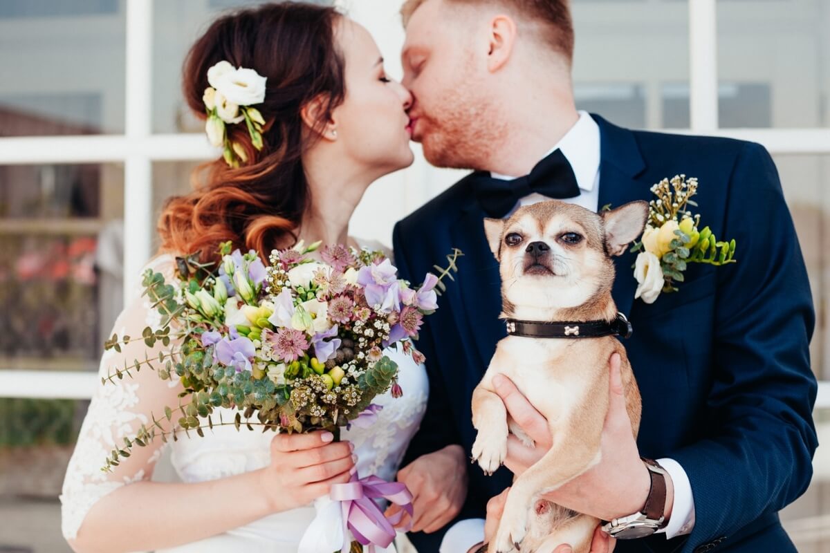 Com treinamento, incluir os cachorros na cerimônia de casamento se torna uma tarefa simples (Imagem: Deep_Mind | Shutterstock)