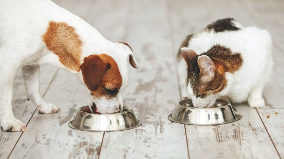 Uma nutrição adequada é essencial para garantir a saúde e o bem-estar dos pets (Imagem: Gladskikh Tatiana | Shutterstock)