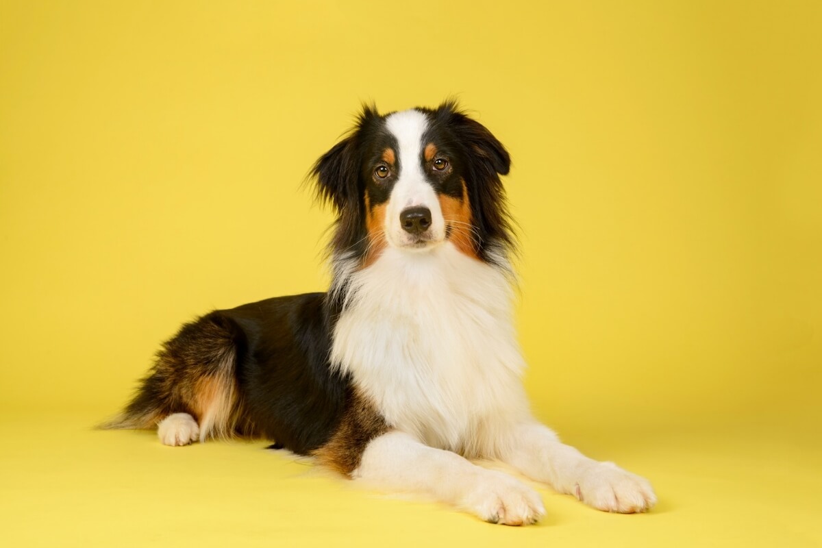 Saber o tamanho que o cachorro ficará é importante para oferecer bem-estar ao pet (Imagem: JessicaMcGovern | Shutterstock)