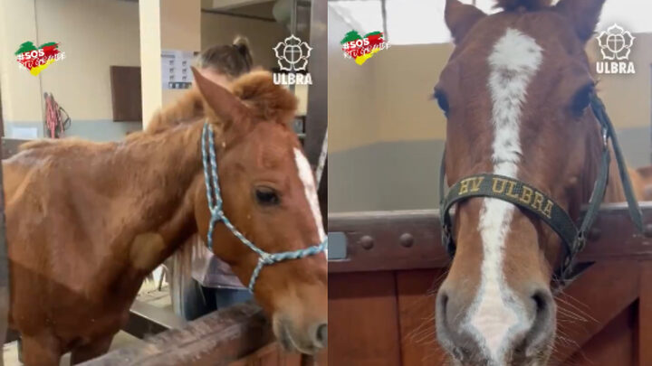 Cavalo Caramelo, que deve ter sido usado para puxar carroça, vai morar em fazenda de universidade
