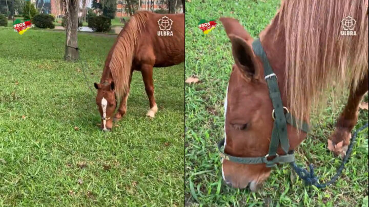 Cavalo Caramelo, resgatado no RS, ganha “novo corte de cabelo” durante tratamento no hospital 