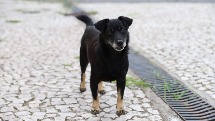 Censo PET Criciúma mapeia animais do município