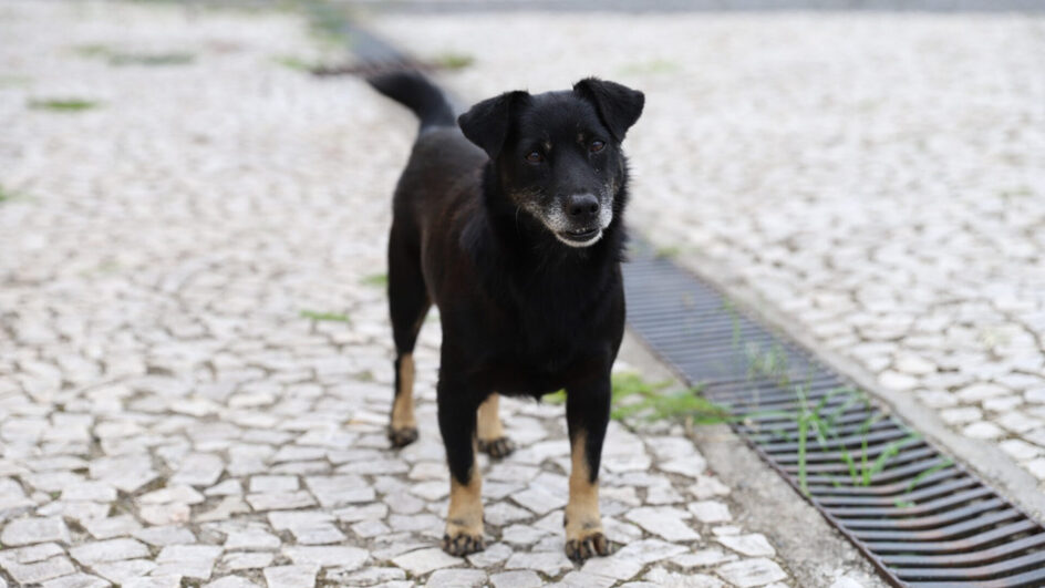 Censo PET Criciúma mapeia animais do município