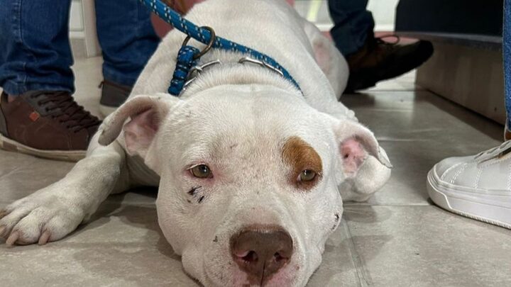 Pitbull tem sido a raça com crescimento de abandono em cidade de SC