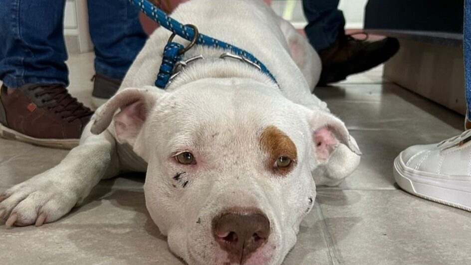 Pitbull tem sido a raça com crescimento de abandono em cidade de SC