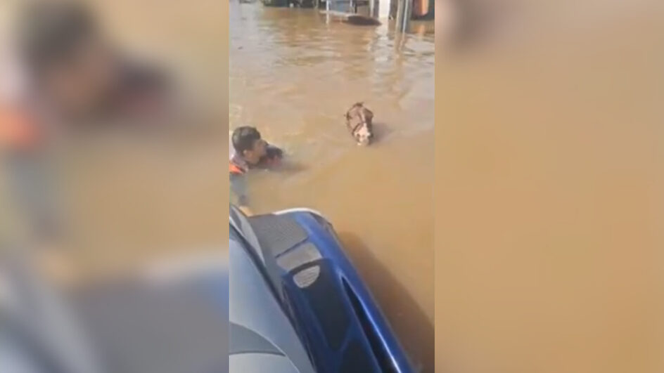 Com água até o pescoço, vice-prefeito de cidade no RS resgata cavalo Jamais deixaríamos ele morrer