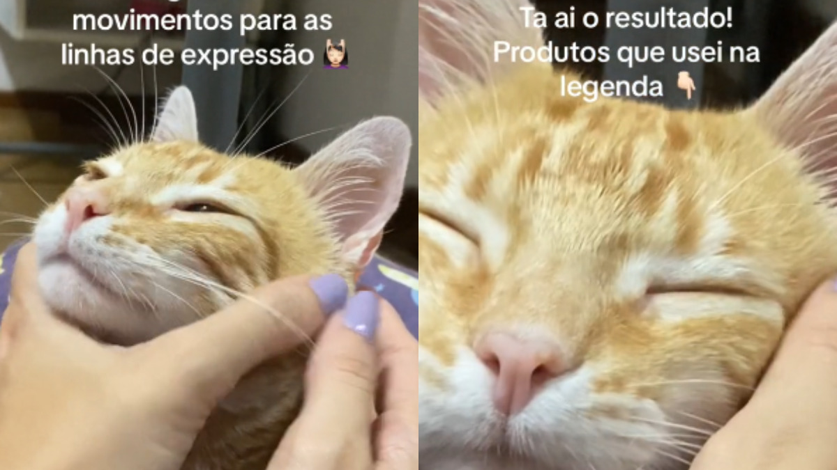 Conheça Rosquinha, gato que só dorme depois da rotina de skincare