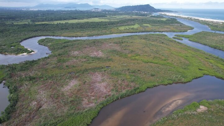 FOTOS Projeto quer recuperar áreas de manguezais em SC para frear mudanças climáticas