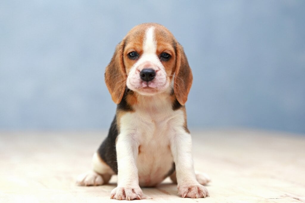 Filhotes de cachorro levam mais tempo na adaptação ao ambiente (Imagem: Sigma_S | Shutterstock)