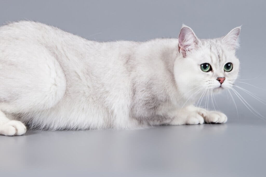 Gatos da raça burmilla costumam ser saudáveis (Imagem: JE Jevgenija | Shutterstock)