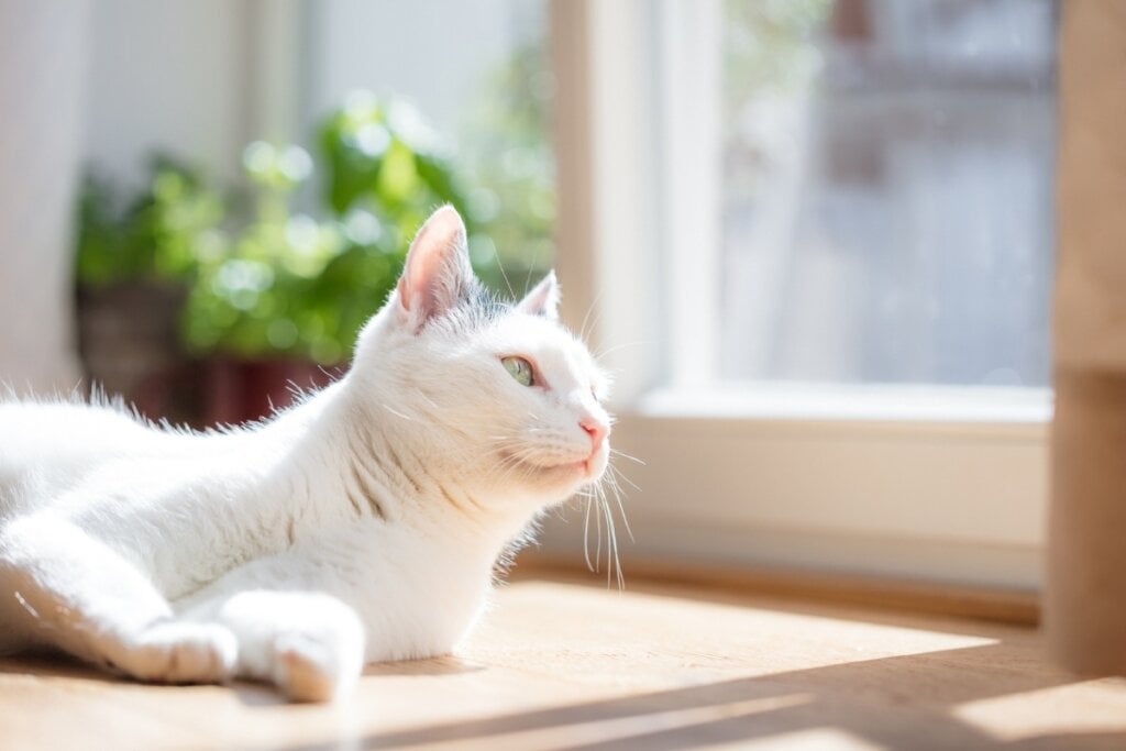 Os bichanos brancos têm uma maior sensibilidade à luz solar quando comparado com outros gatos (Imagem: KarepaStock | Shutterstock)