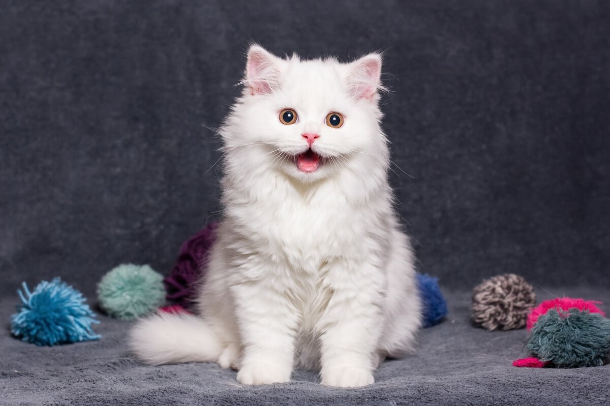 Gatos brancos captam a atenção dos admiradores por sua beleza deslumbrante (Imagem: Sviatoslav_Shevchenko | Shutterstock)