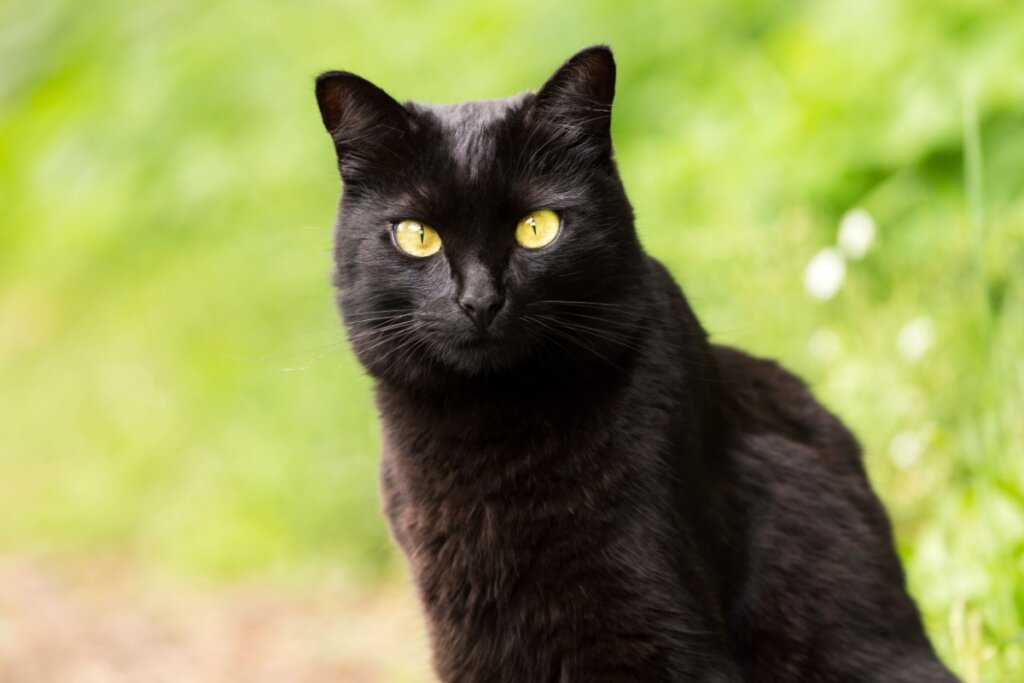 Mesmo com aparência misteriosa, o gato da raça bombaim é amoroso (Imagem: Viktor Sergeevich | Shutterstock)