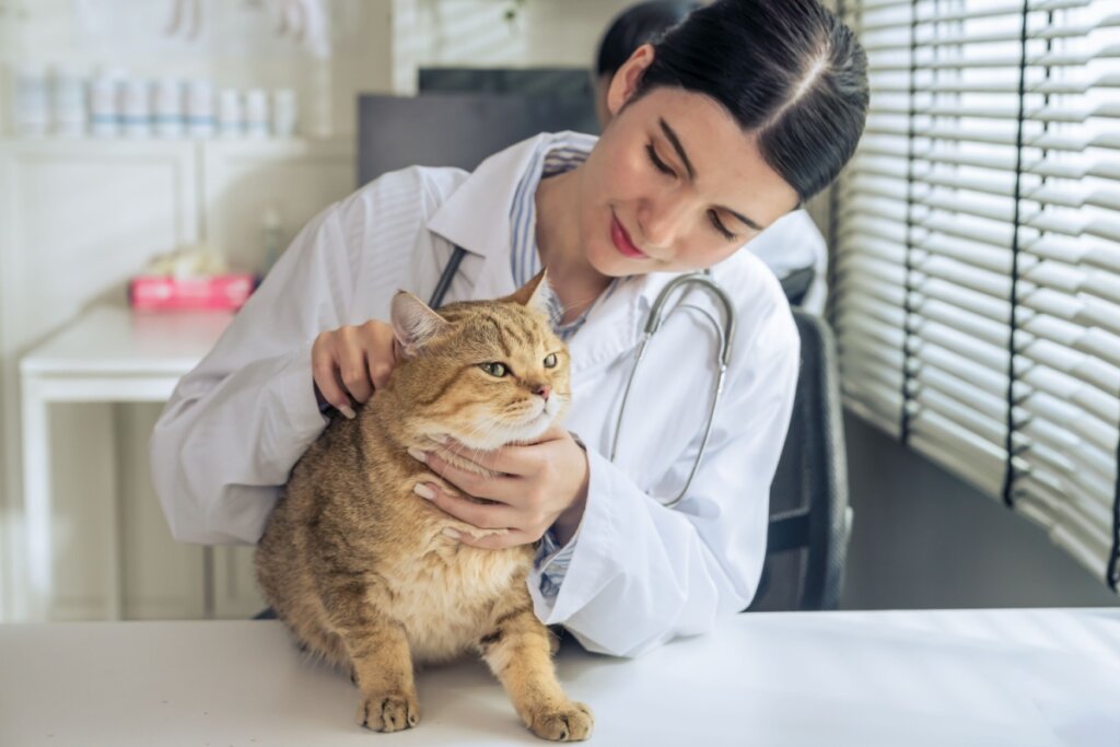 Na rua, gatos podem se contaminar com FIV ou FeLV (Imagem: Mongkolchon Akesin | Shutterstock)