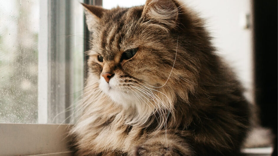 Gatos estressados podem ter respostas físicas e comportamentais negativas (Imagem: Danielle Armstrong | Shutterstock)