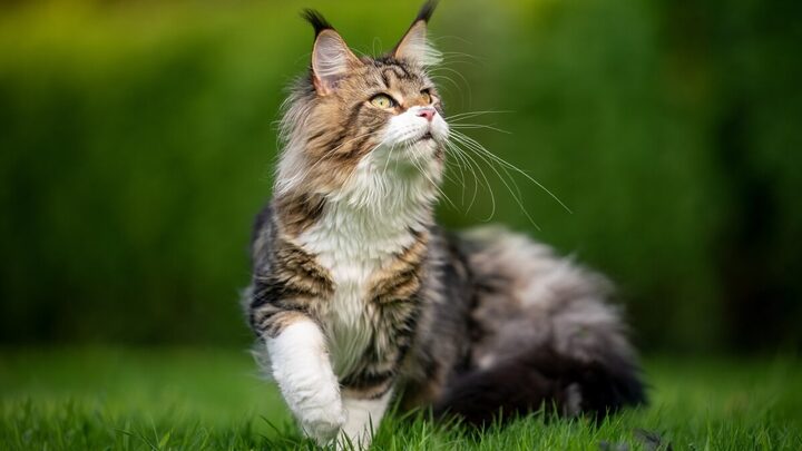 Algumas raças de gato se destacam por sua beleza única e encantadora (Imagem: Nils Jacobi | Shutterstock)