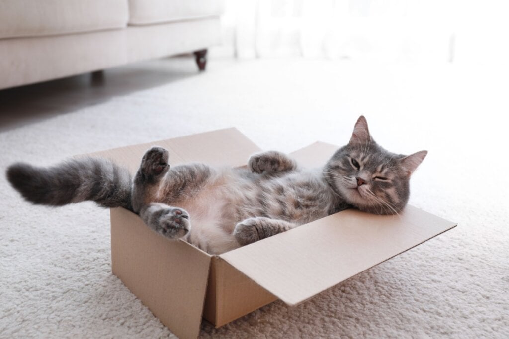 Os gatos se escondem para obter privacidade e tempo sozinhos (Imagem: New Africa | Shutterstock)